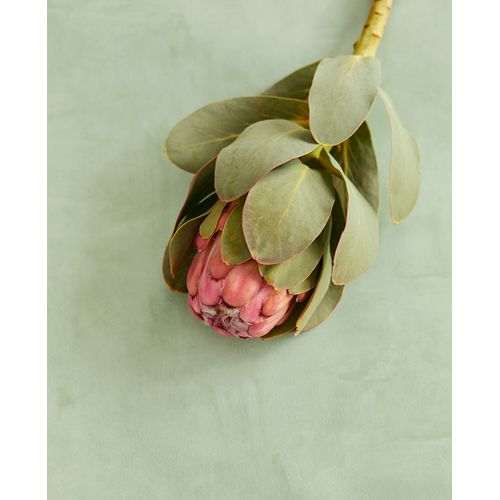 Vivid-384553-Ambiente Vivid-384553-Ambiente