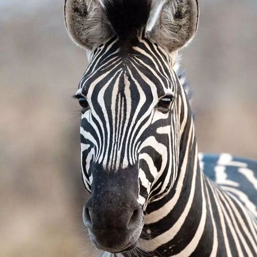 Papel-de-Parede-African-Queen-III-Fotografico-Colorido-363623 Papel-de-Parede-African-Queen-III-Fotografico-Colorido-363623