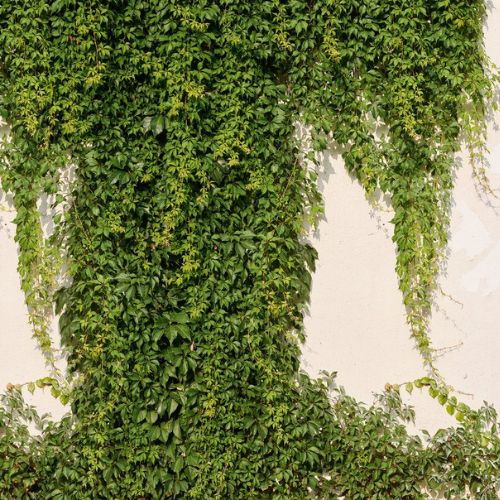 Painel-de-Parede-The-Wall-2-Folhagem-Verde-392271 Painel-de-Parede-The-Wall-2-Folhagem-Verde-392271