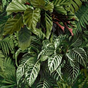 Papel-de-Parede-Ciara-Folhagem-Verde-A58601